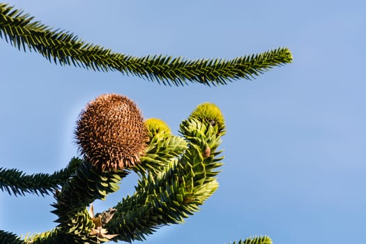 Cone of the Araucaria heterophylla