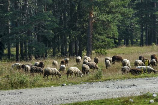 Mountain landscape and flock sheep in Rila mountain, Bulgaria