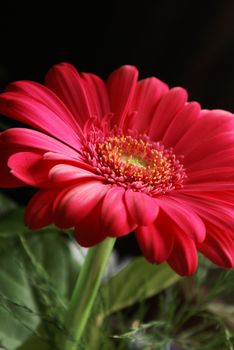 A lovely closeup view of a vibrant Gerber Flower.