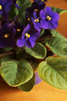 An indoor African Violet in full bloom during the sunlight hours.
