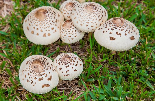 Mushrooms in New Soth Wales Australia Umbrella mushrooms