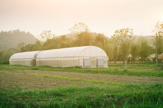 Plant nursery of organic vegetable surrounded by nature and trees with sunlight of the evening.