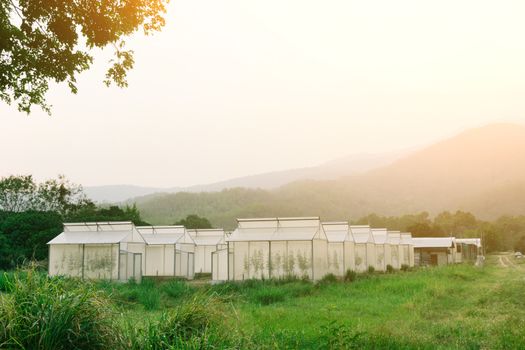 Plant nursery of organic vegetable surrounded by nature and trees with sunlight of the evening.