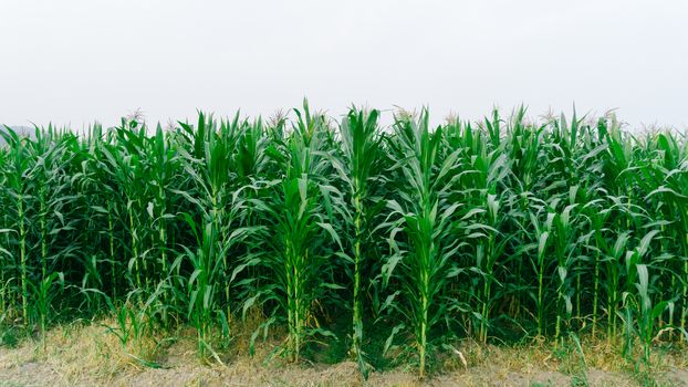 Corn green fields landscape outdoors background cornfields.