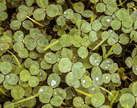 Green clover trefoil shamrock trifolium backdrop background wallpaper, natural with rain drops in warm tones