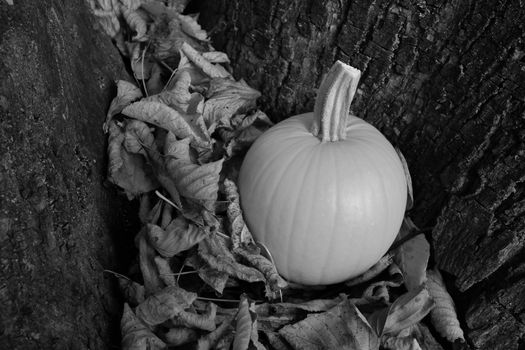 Pumpkin nestled in dry autumn leaves against a rough tree trunk