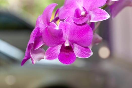 Orchid flowers violet color on the background blurred in garden.