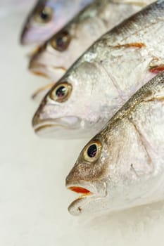 fresh meagre on ice at seafood market