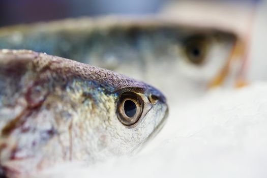 fresh meagre on ice at seafood market