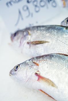 fresh meagre on ice at seafood market