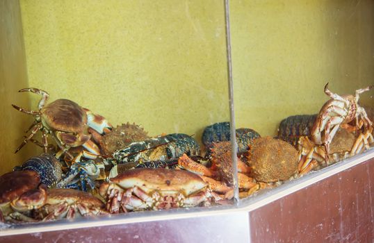 Crab with lobster in fishpond at fish market