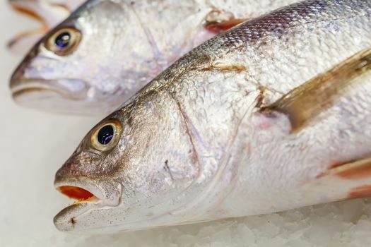 fresh meagre on ice at seafood market