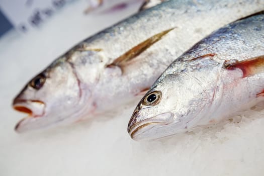 fresh meagre on ice at seafood market