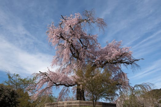 An old famous ancient cherry blossom tree at Maruyama Park in Kyoto, Japan.