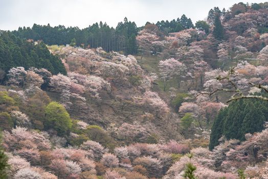 Cherry blossom on Yoshinoyama, Nara, Japan spring landscape.