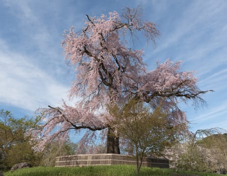 An old famous ancient cherry blossom tree at Maruyama Park in Kyoto, Japan.