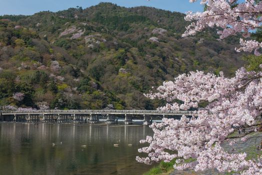 Cherry blossom, Arashiyama in spring,Kyoto, Japan