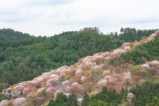 Cherry blossom on Yoshinoyama, Nara, Japan spring landscape.