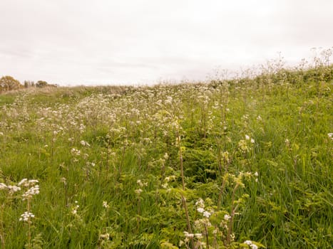 a field of cow parsley white and green with overcast sky in spring near lake and forest outside