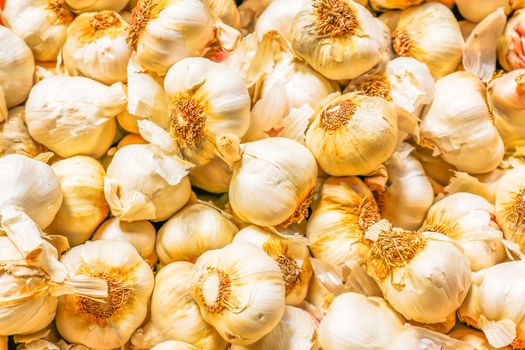 Bunch of Fresh White Garlic Close up