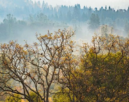 A View of Some Fog in the Forest