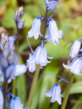 a close up of a bluebell in spring swaying in the heat of sunset haze bokeh with detail
