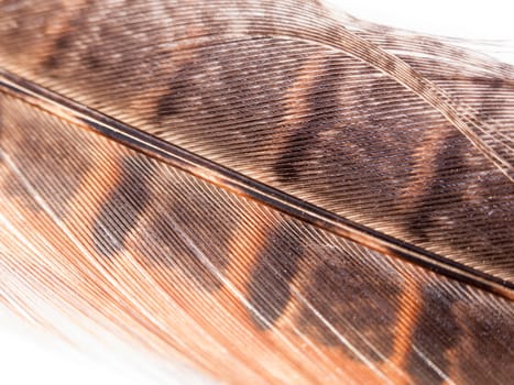 close up of pheasant feather detail and colour on white background in light orange