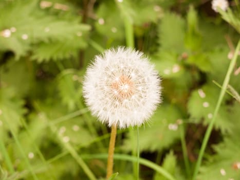 a sharp and clear isolated white dandelion head up close in spring perfect light day