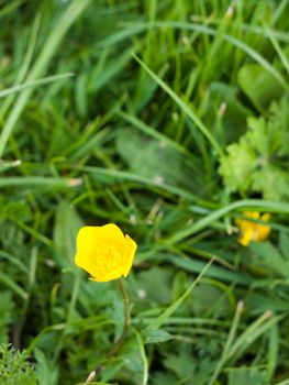 a single half opened blossoming buttercup in a field of green grass in left bottom corner clear macro