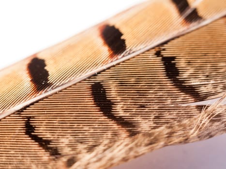 close up of pheasant feather with pattern pretty and texture with orange and black and brown color beautiful and stunning