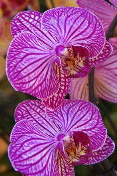 purple orchid flowers, full of colors and sharm