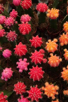 Cactus planted in a garden, full of flowers