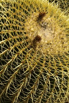 Cactus planted in a garden, full of flowers