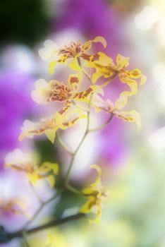 purple orchid flowers, full of colors and sharm