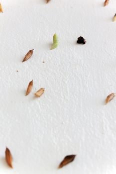 Blank chrysalis butterfly hanging on white concrete wall