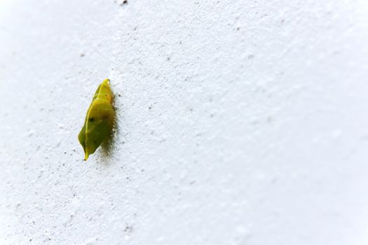 Blank chrysalis butterfly hanging on white concrete wall