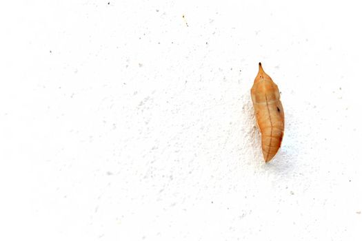 Blank chrysalis butterfly hanging on white concrete wall