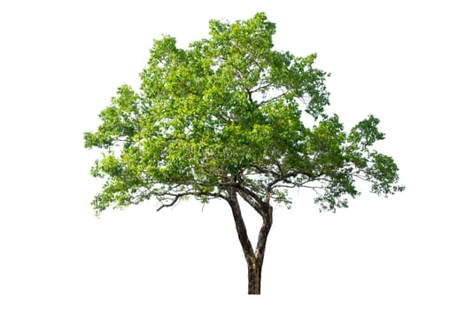 tree isolated, tree on white bacground, tree object.