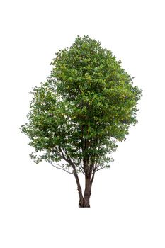 single tree Isolated tree on white background