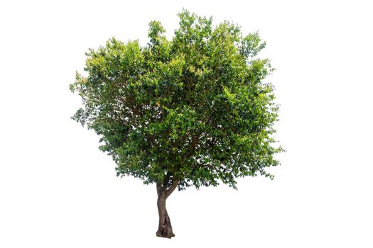 single tree Isolated tree on white background