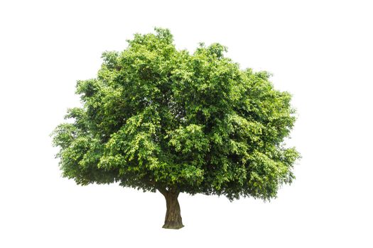 single tree Isolated tree on white background