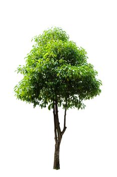 tree isolated, tree on white bacground, tree object.