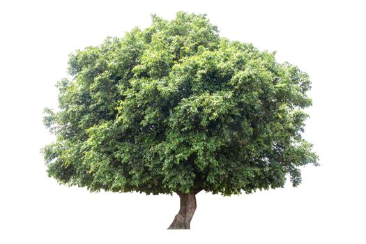 single tree Isolated tree on white background