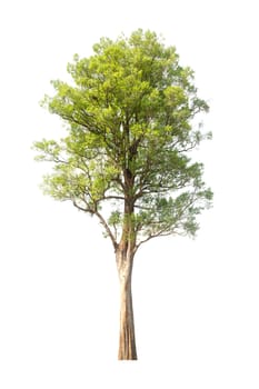 tree isolated, tree on white bacground, tree object.