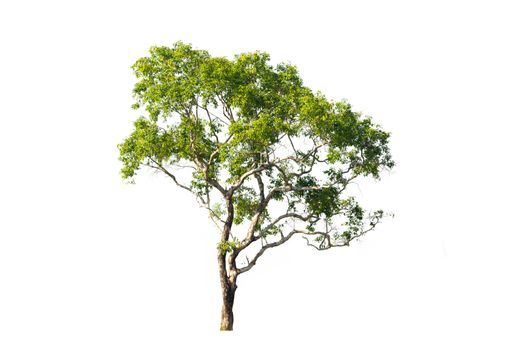 tree isolated, tree on white bacground, tree object.