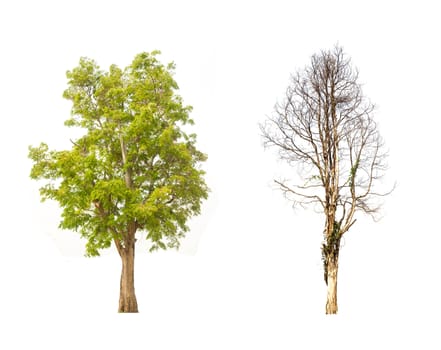 tree isolated,tree on white background,collections tree isolation.