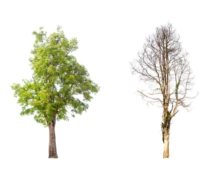 tree isolated,tree on white background,collections tree isolation.