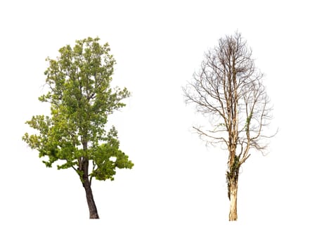 tree isolated,tree on white background,collections tree isolation.
