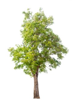 Tree with green leaves isolated on white background