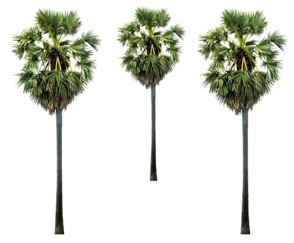 collections palm tree with green leafs isolated on white background